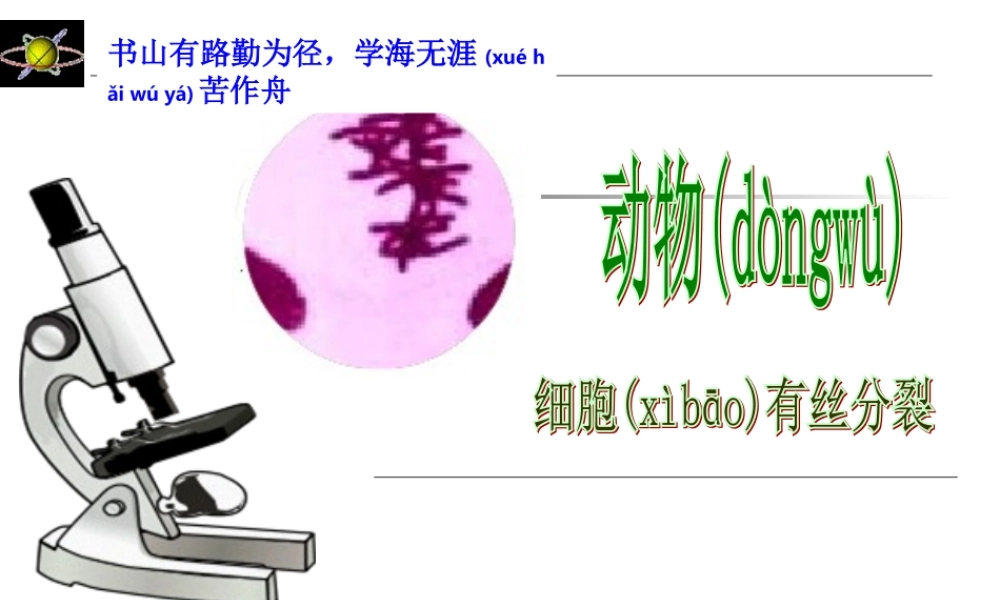 2022年医学专题—动物细胞有丝分裂...ppt