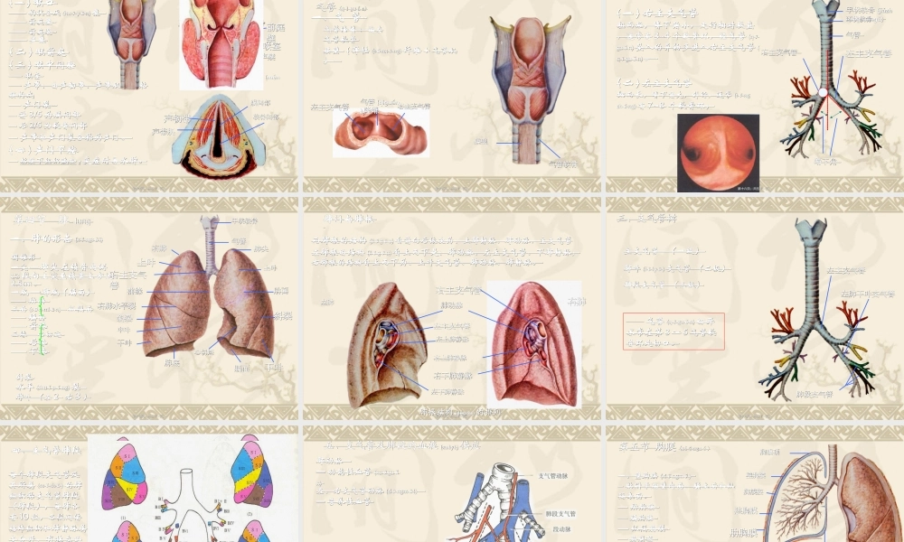 2022年医学专题—呼吸系统和泌尿系统概述.ppt