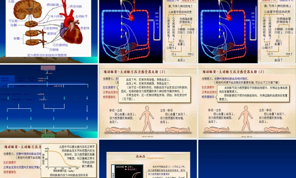 2022年医学专题—循环生理-心血管活动的调节.ppt