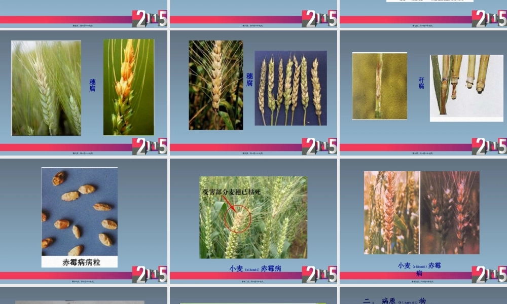 2022年医学专题—小麦病害.ppt