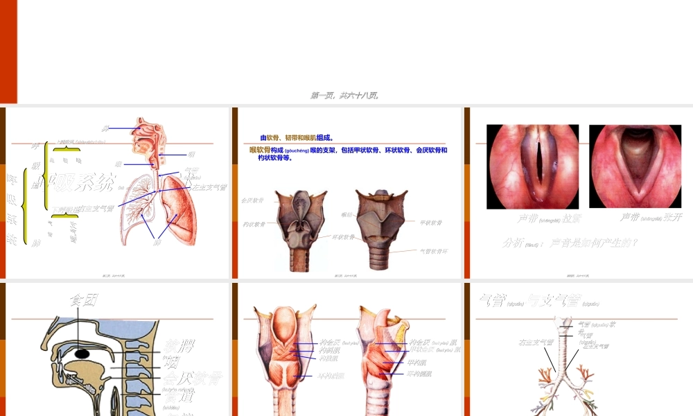 2022年医学专题—教材分析消化和呼吸.ppt