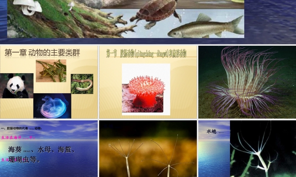 2022年医学专题—第一节腔肠动物及扁形动物(1).ppt