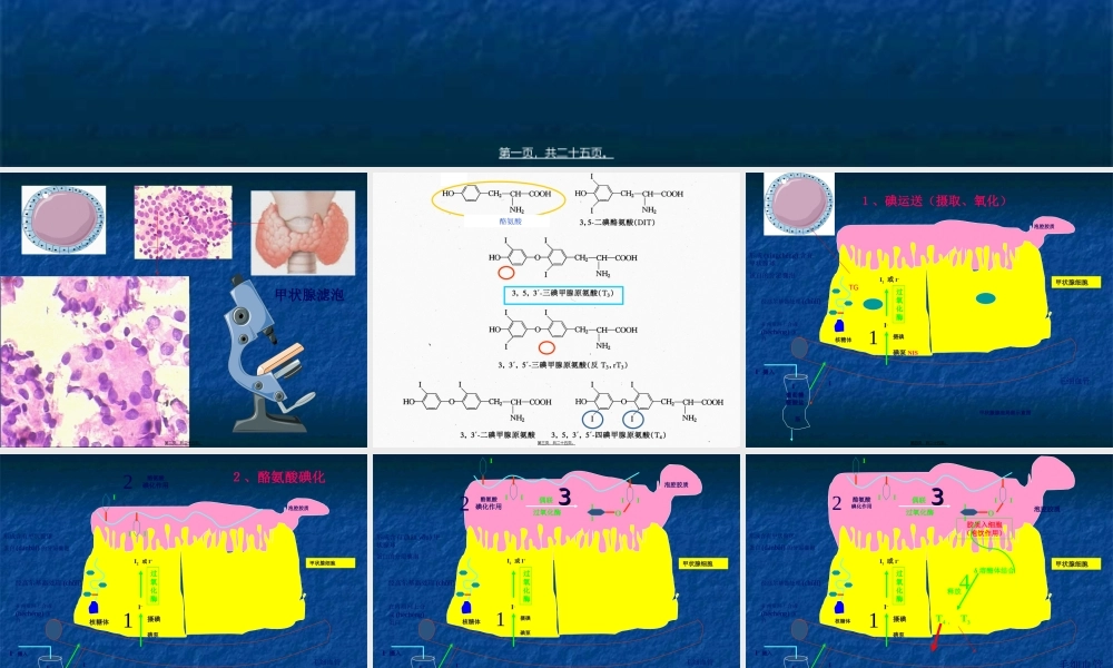 2022年医学专题—甲状腺生理基础.ppt