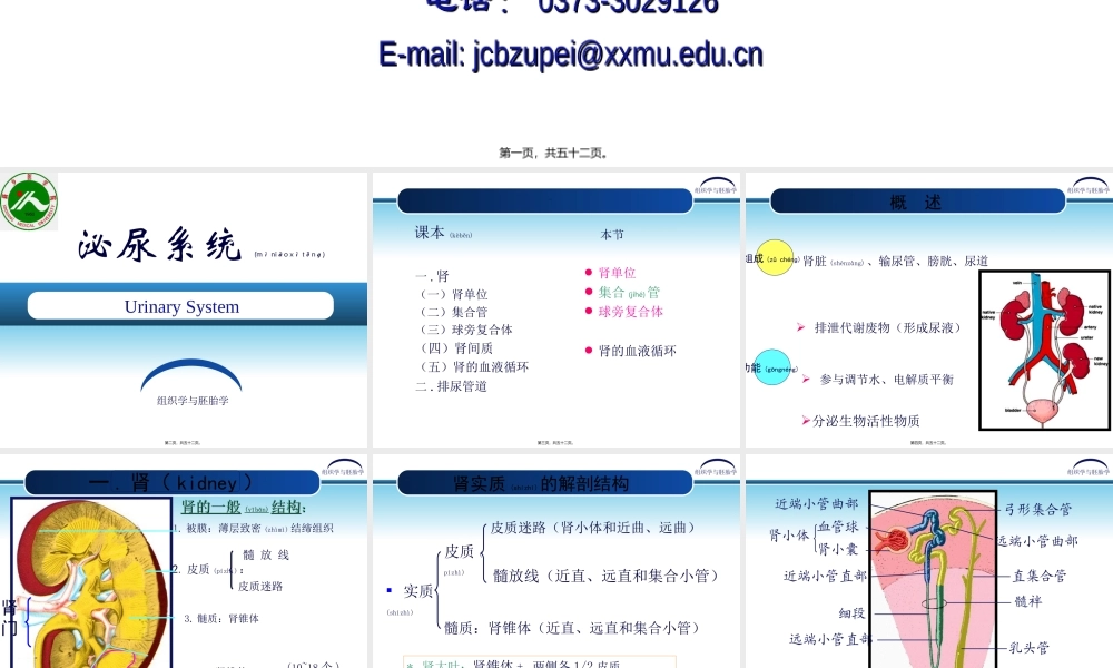 2022年医学专题—第17章-泌尿系统.ppt