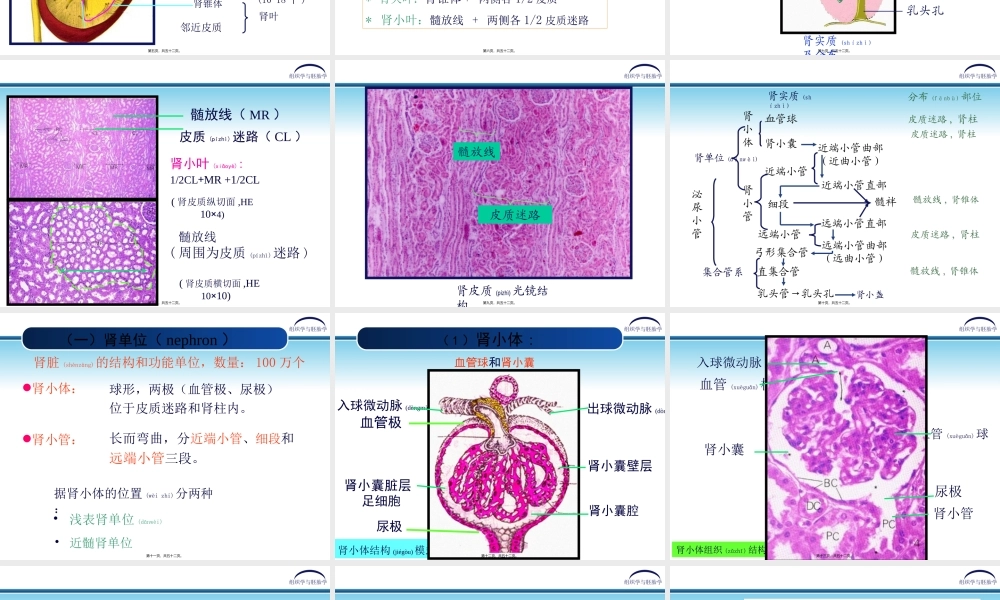 2022年医学专题—第17章-泌尿系统.ppt