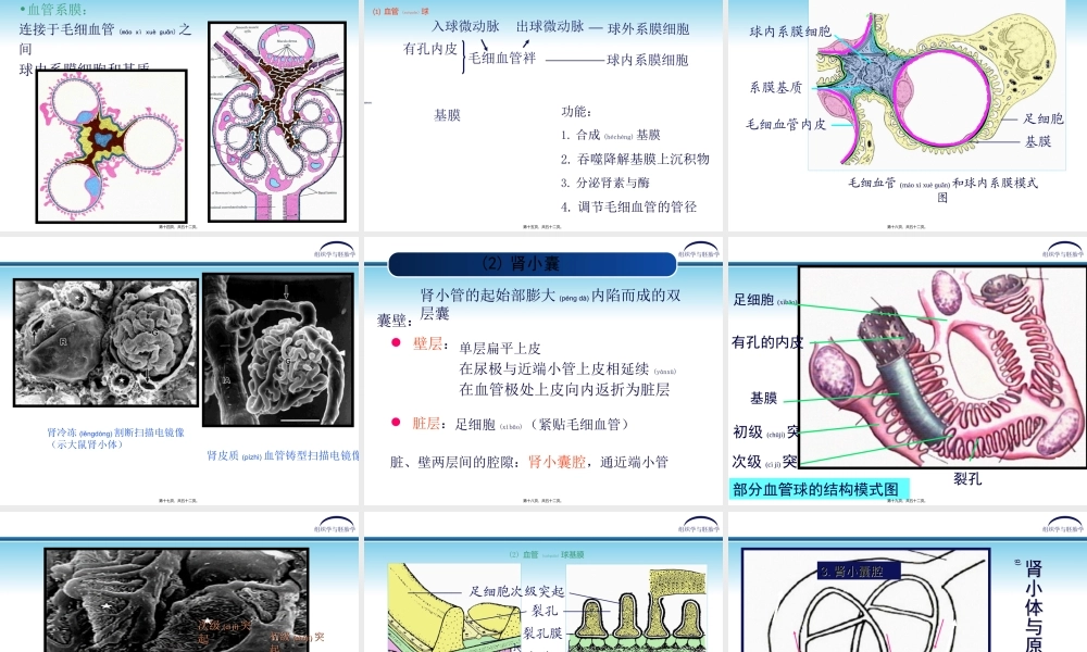 2022年医学专题—第17章-泌尿系统.ppt