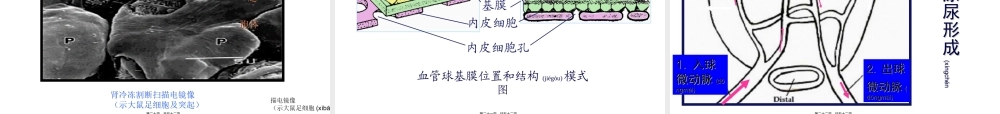 2022年医学专题—第17章-泌尿系统.ppt