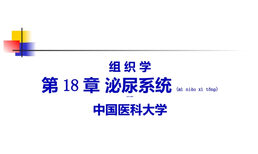 2022年医学专题—第18章泌尿系统.ppt