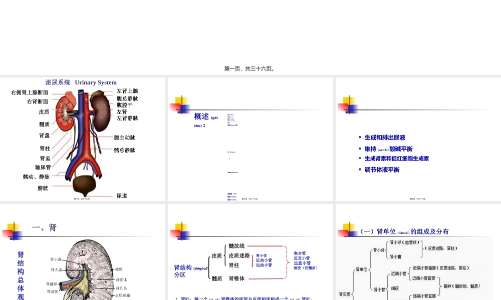 2022年医学专题—第18章泌尿系统.ppt