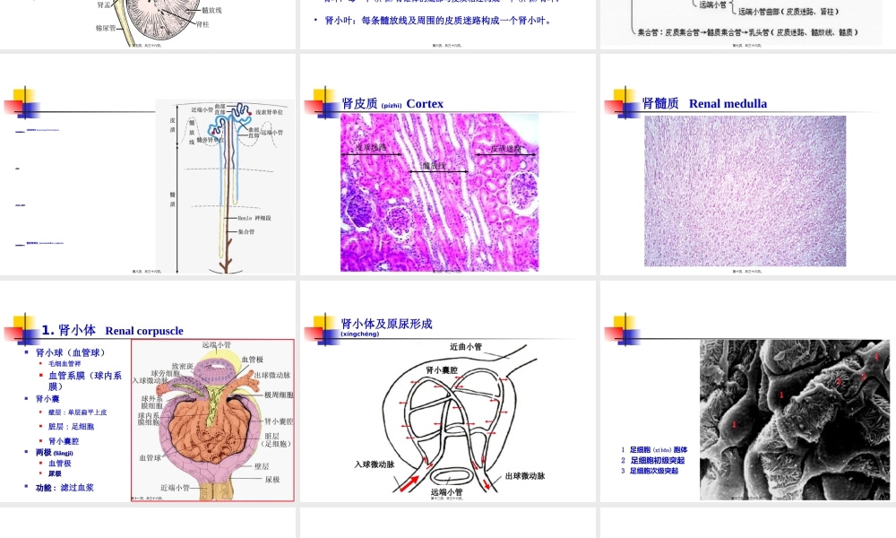2022年医学专题—第18章泌尿系统.ppt