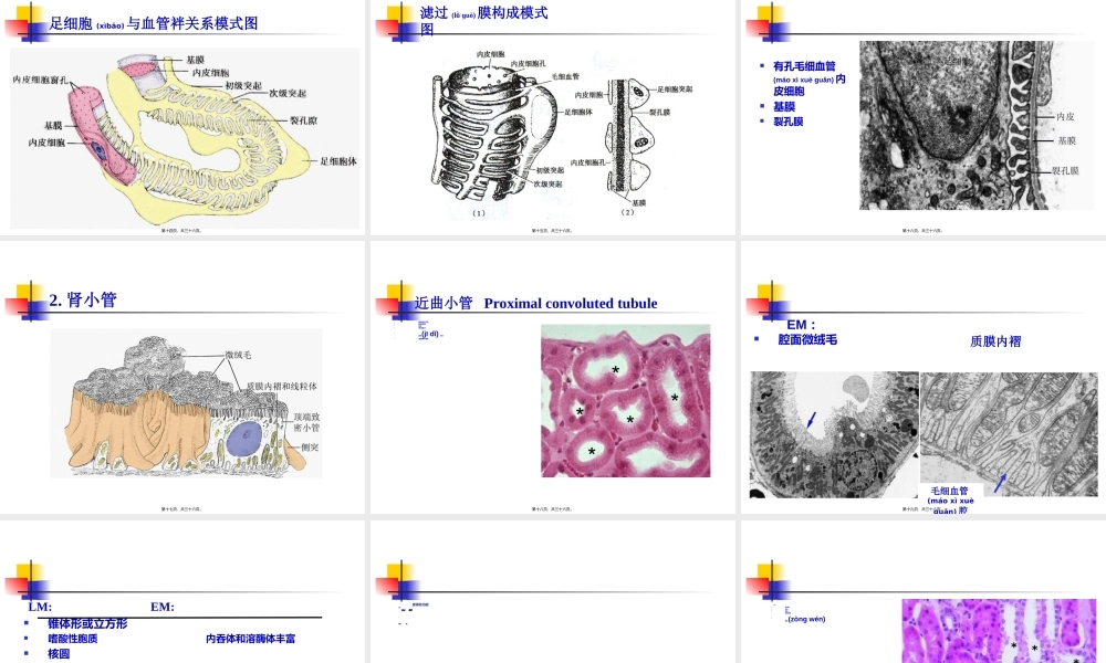 2022年医学专题—第18章泌尿系统.ppt