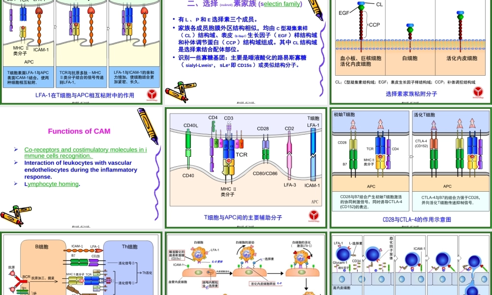 2022年医学专题—第七章-白细胞分化抗原和黏附分子(双语).ppt