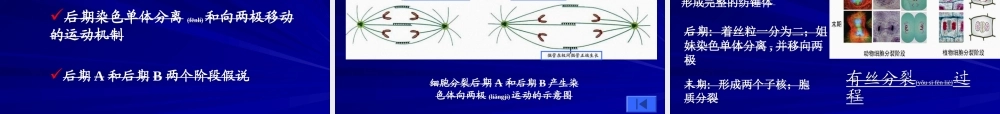 2022年医学专题—第九章-细胞分裂与细胞周期4.ppt