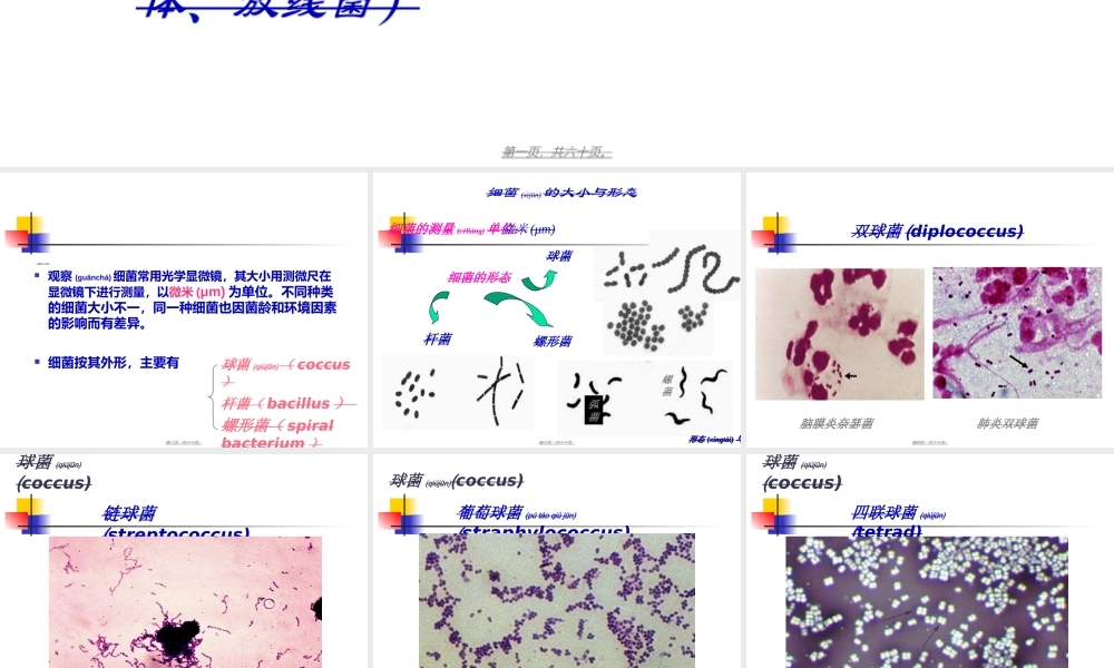 2022年医学专题—第二章：细菌的基本性状--细菌形态学.ppt