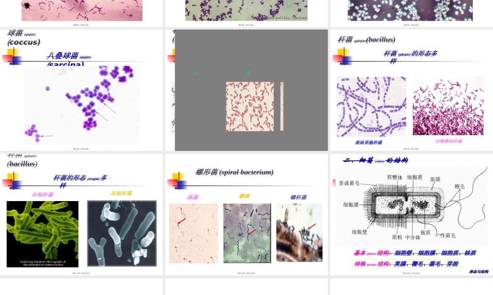 2022年医学专题—第二章：细菌的基本性状--细菌形态学.ppt