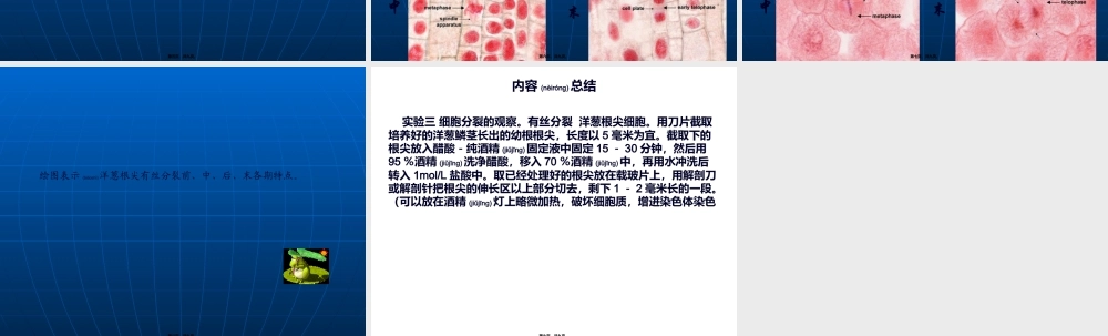 2022年医学专题—细胞分裂的观察..ppt