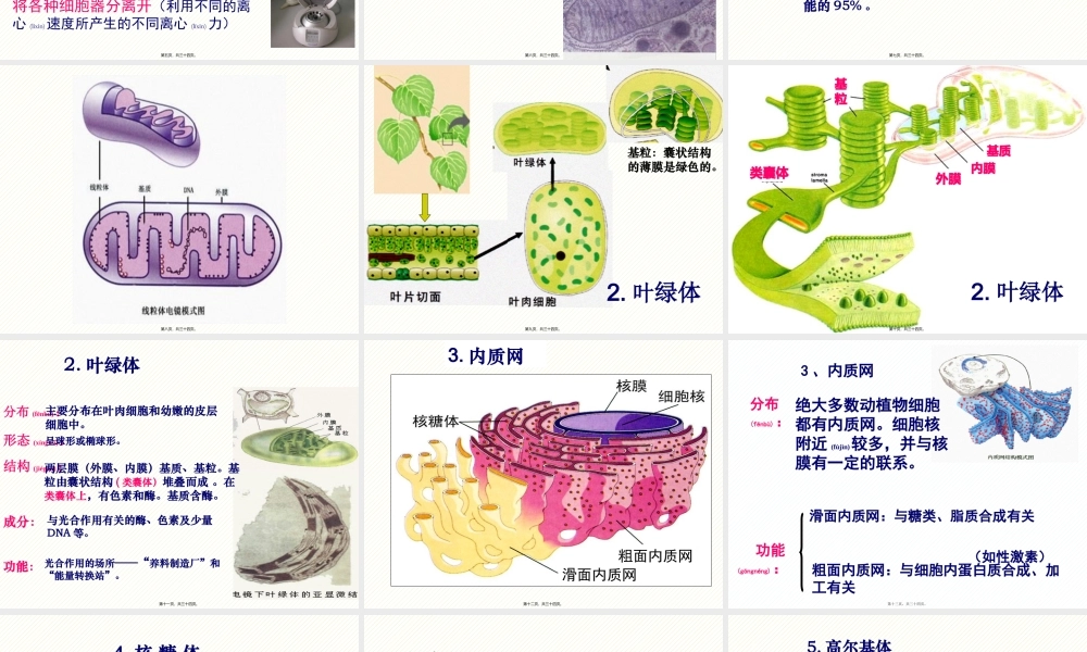 2022年医学专题—细胞器.pptx