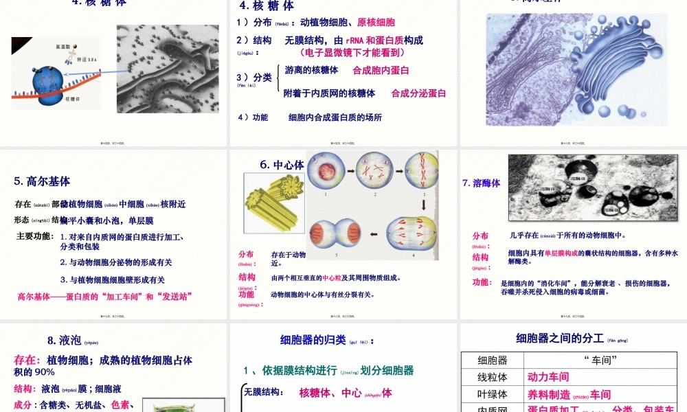 2022年医学专题—细胞器.pptx