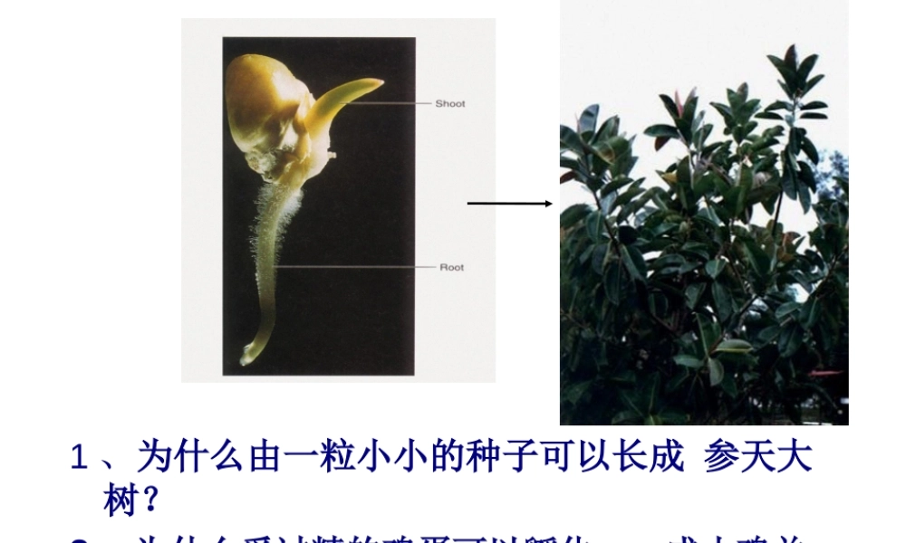 2022年医学专题—细胞的分裂观察变形虫的细胞分裂.ppt