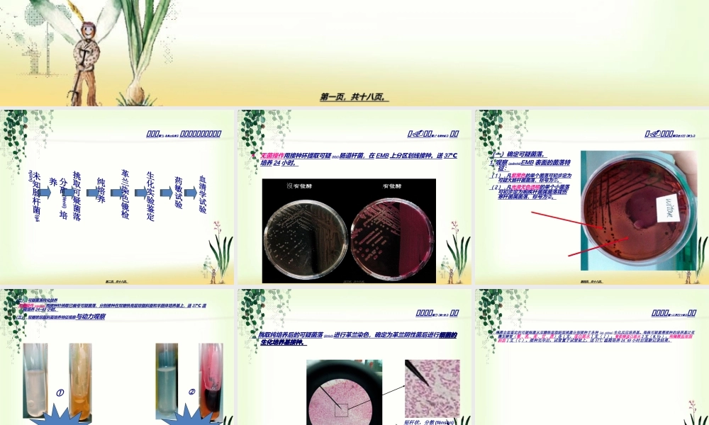 2022年医学专题—肠杆菌科细菌鉴定.ppt