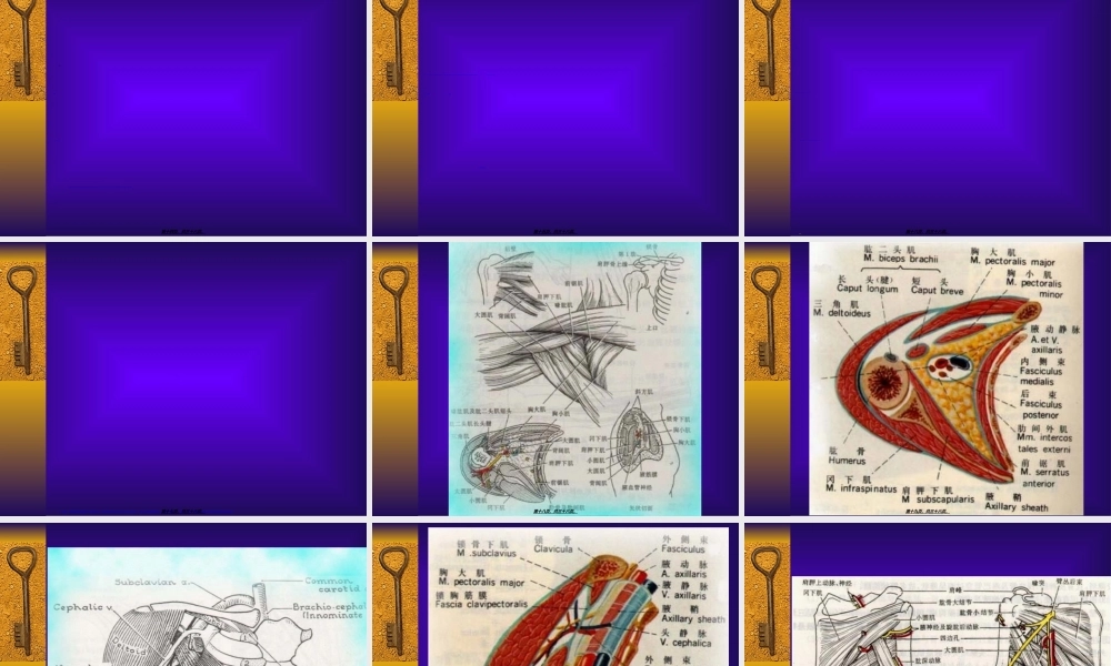 2022年医学专题—胸前区、腋区.ppt