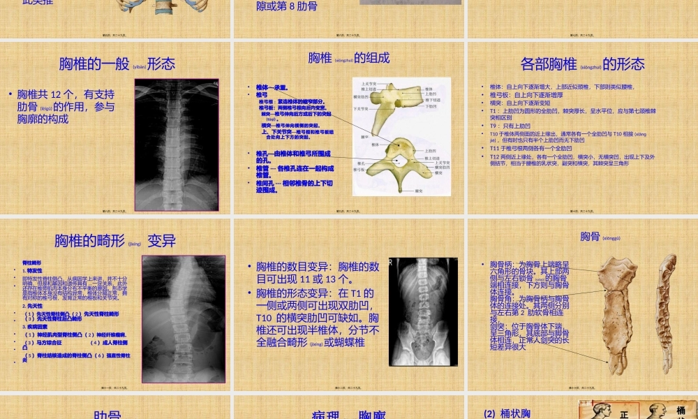 2022年医学专题—胸部的骨与关节.pptx