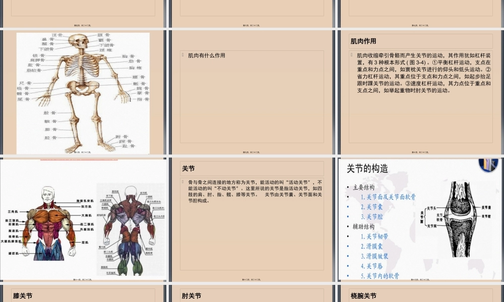 人体骨骼、肌肉、关节.pptx