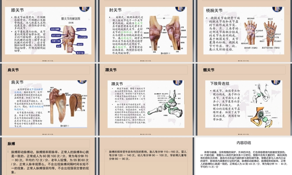 人体骨骼、肌肉、关节.pptx