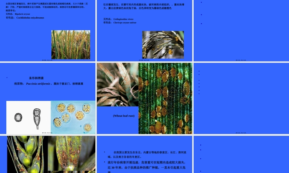 作物抗病虫遗传育种.pptx