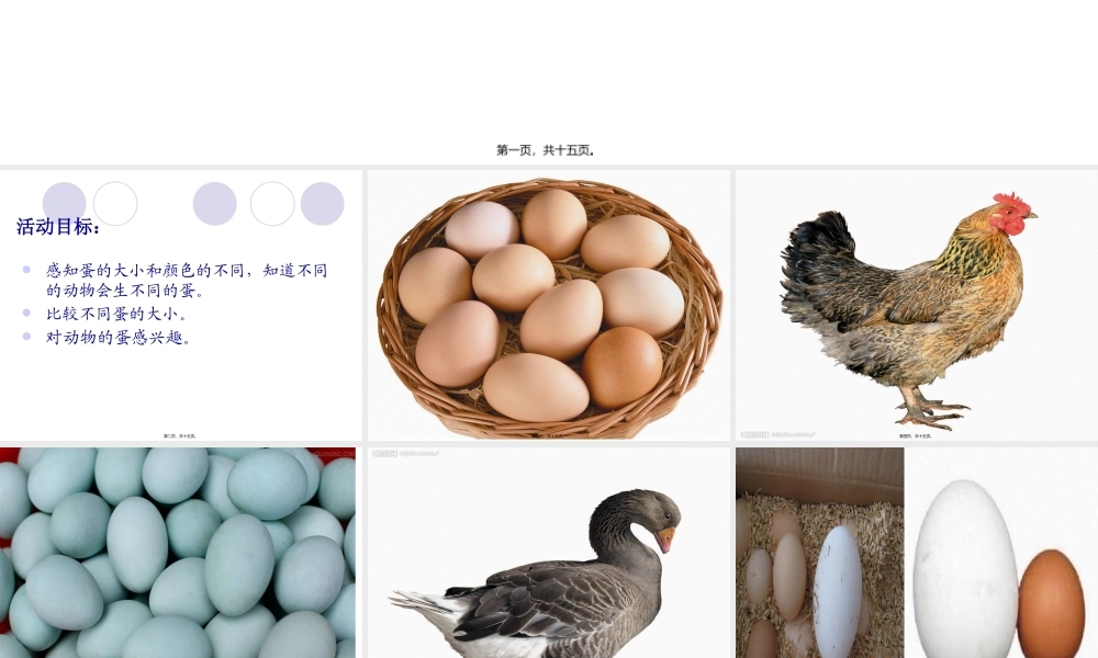 各种各样的蛋宝宝.pptx
