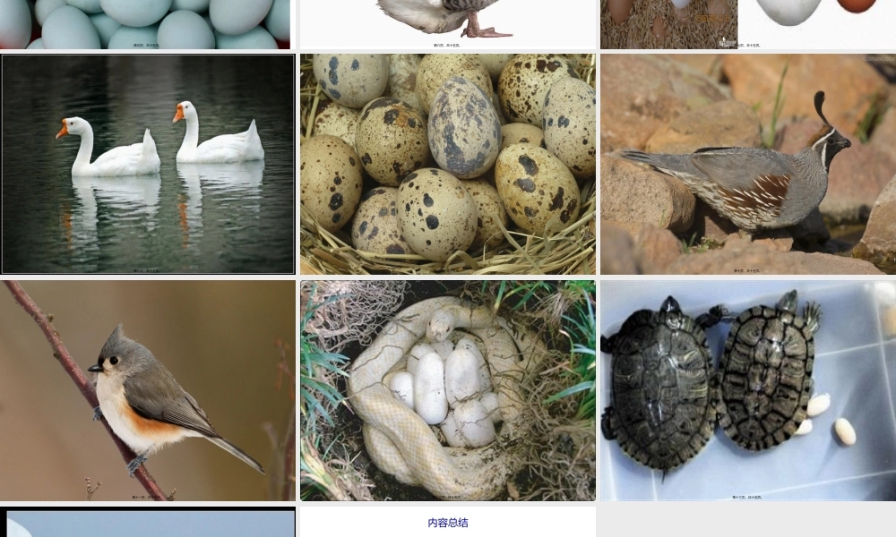 各种各样的蛋宝宝.pptx