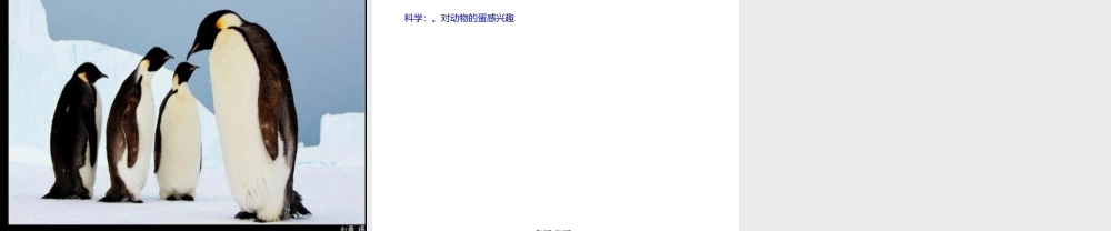 各种各样的蛋宝宝.pptx