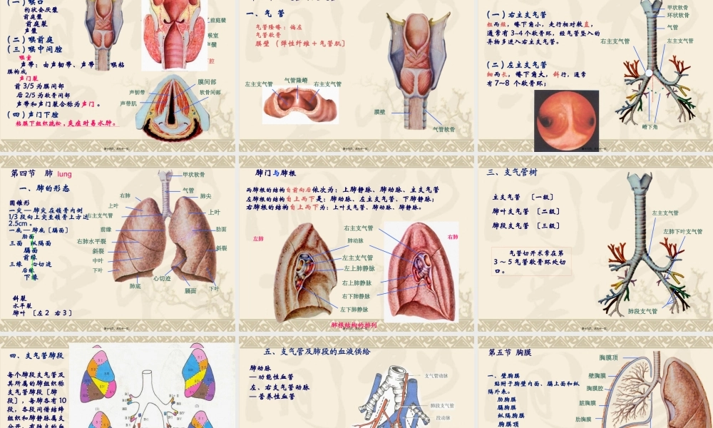呼吸系统和泌尿系统概述.pptx