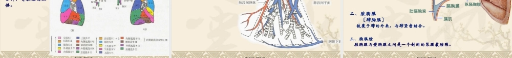呼吸系统和泌尿系统概述.pptx