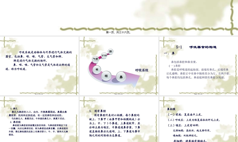 呼吸系统幻灯片.pptx