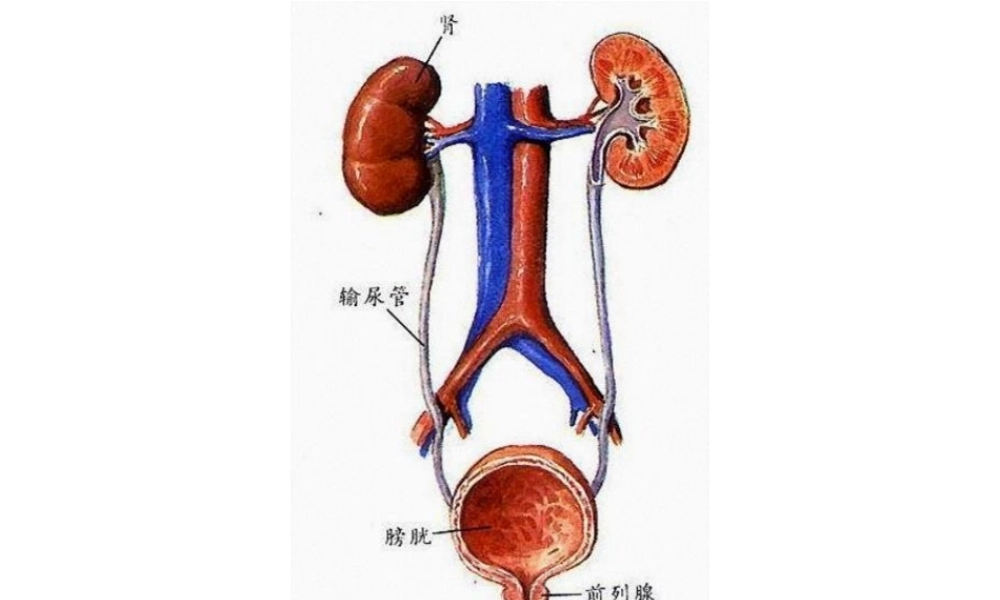 学时尿液检查.ppt