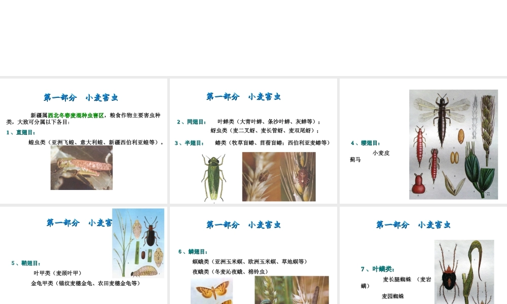 小麦病虫害防治.ppt