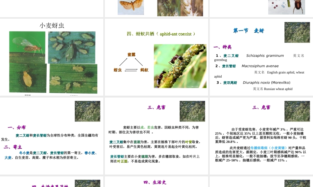 小麦病虫害防治.ppt