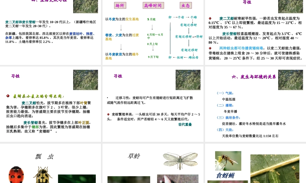 小麦病虫害防治.ppt