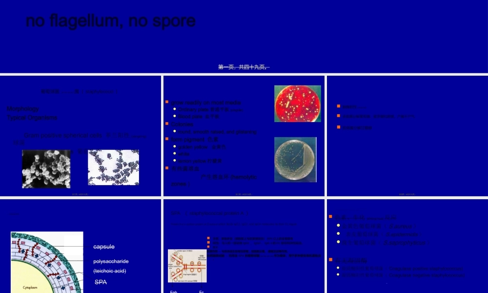 2022年医学专题—肺炎链球菌(1).ppt