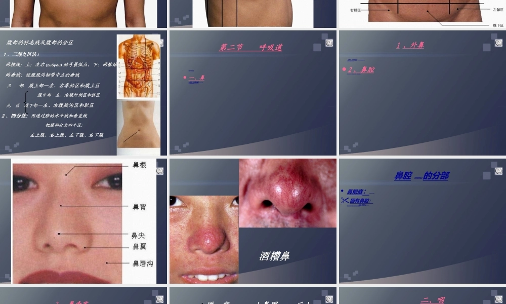 2022年医学专题—正常人体学-第六章-呼吸系统(1).ppt