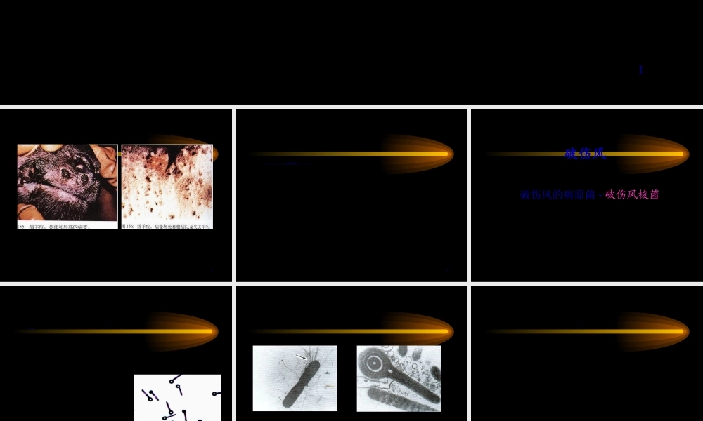 2022年医学专题—动物检疫学3.2多种家畜共患病(1).ppt