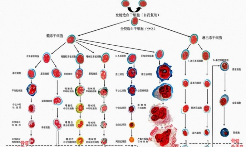 2022年医学专题—白细胞减少症及粒细胞缺乏症(1).ppt