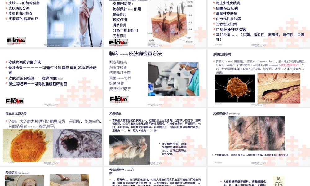 2022年医学专题—宠物皮肤病分享.pptx