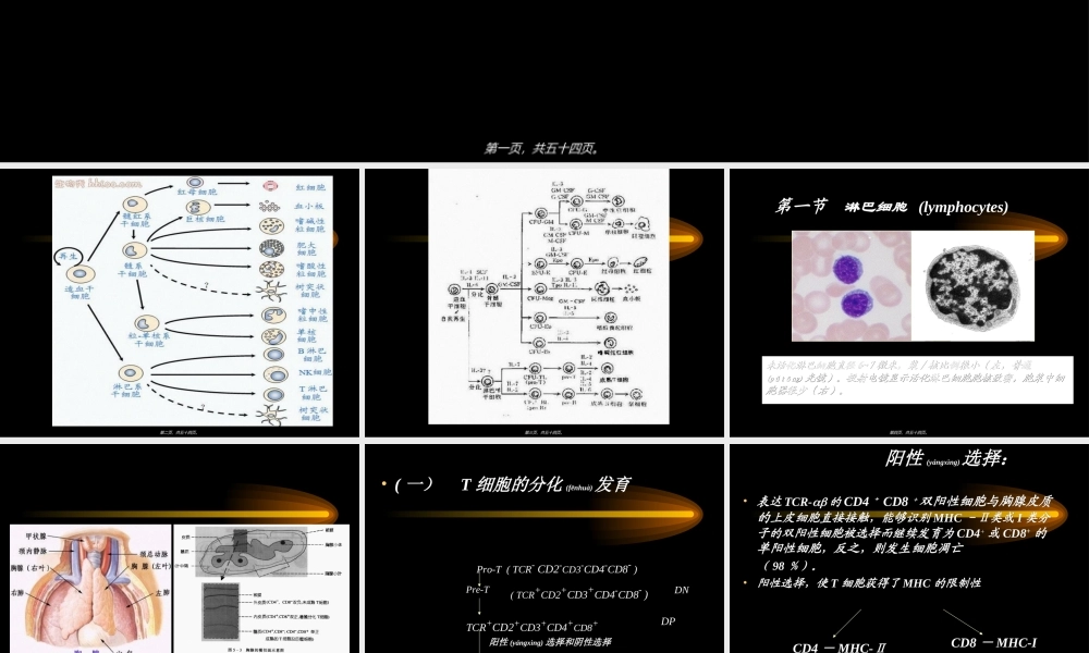 2022年医学专题—第五章-免疫细胞(1).ppt