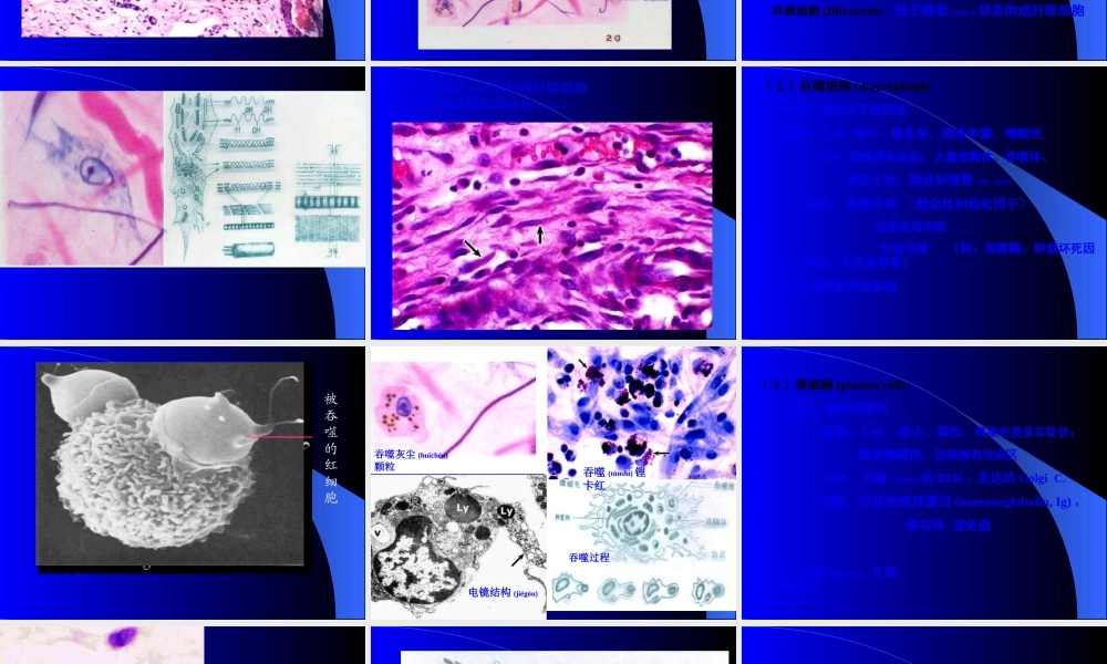 2022年医学专题—结绨组织-与--软骨.ppt