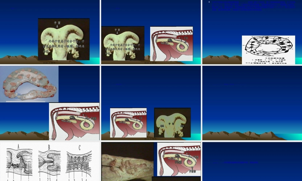 2022年医学专题—母牛的生殖生理(1).ppt