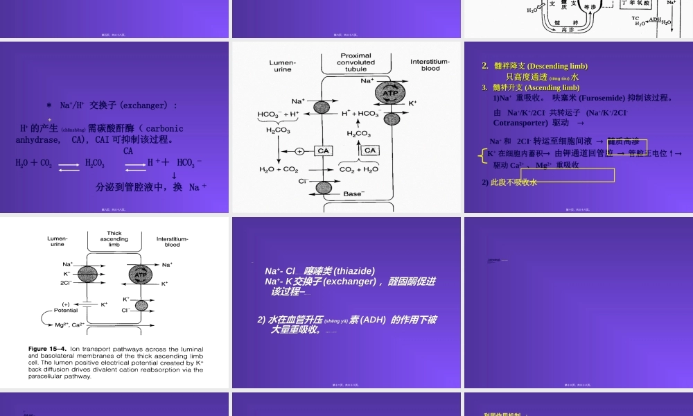 2022年医学专题—第28章-利尿药和脱水药(梁秋云)(1).ppt