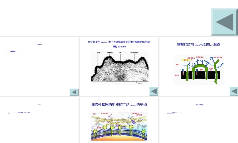 2022年医学专题—第二节--细胞外被和细胞外基(1).ppt