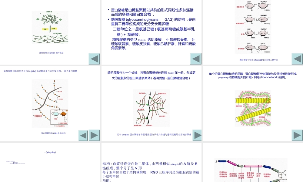 2022年医学专题—第二节--细胞外被和细胞外基(1).ppt